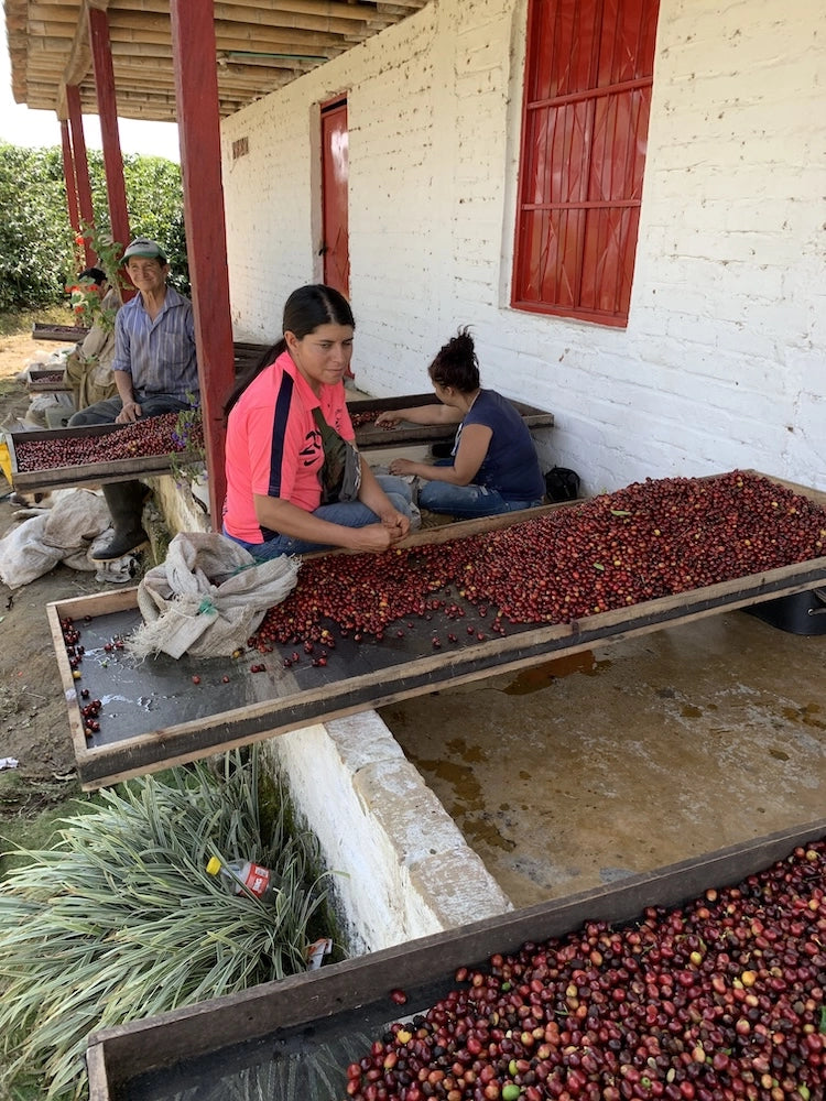 Jairo | Colombia (14 cápsulas)