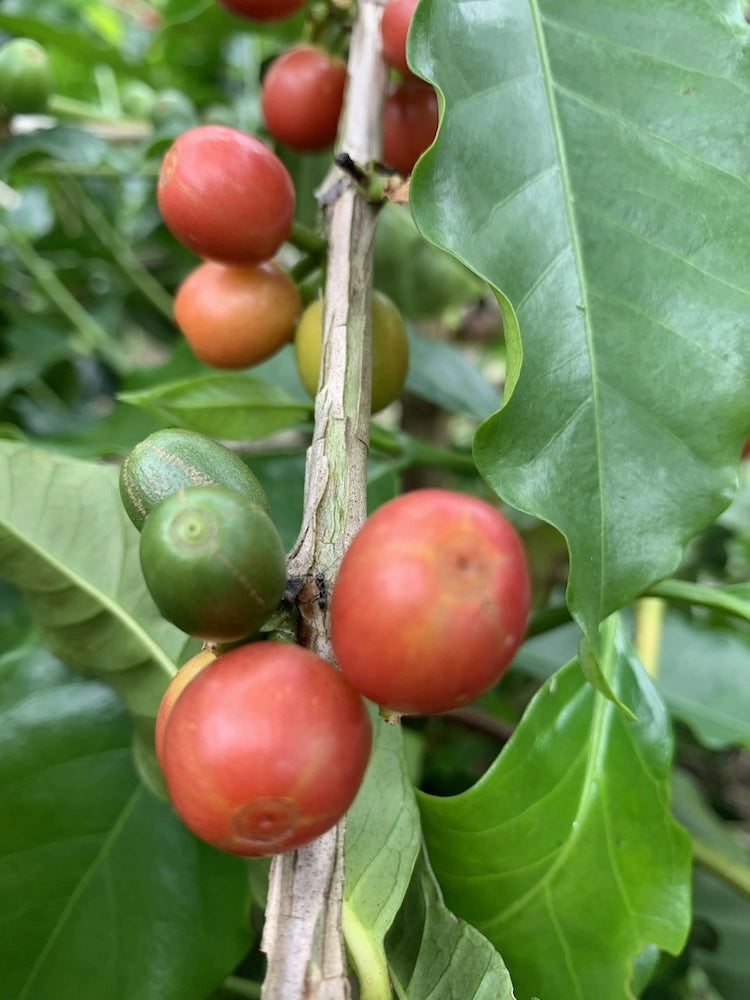 Jairo | Colombia (14 capsules)