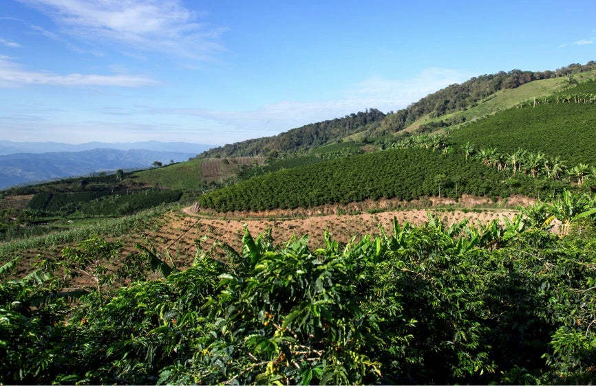 Golden Huila | Colombia