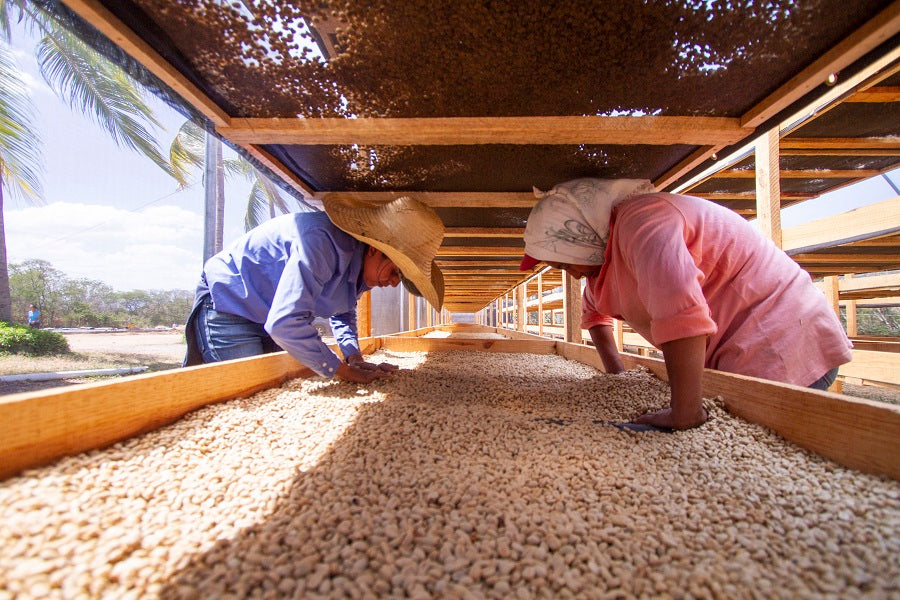 Yunumu | Nicaragua (14 capsules)