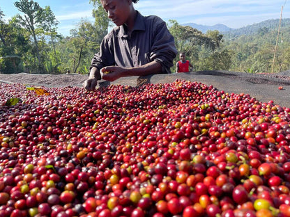 Sidamo Bensa | Etiopia