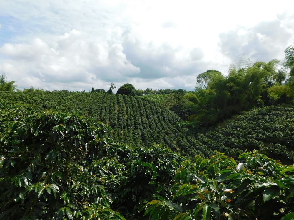 El Paraiso | Colombia