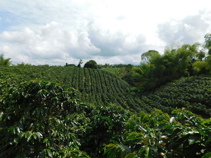 El Paraiso | Colombia