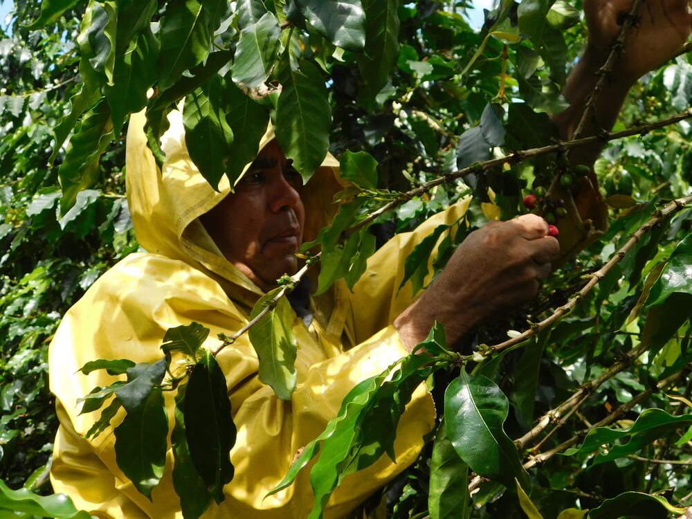 El Paraiso | Colombia
