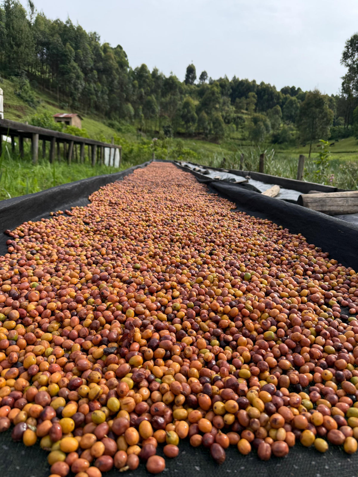 Kigezi
