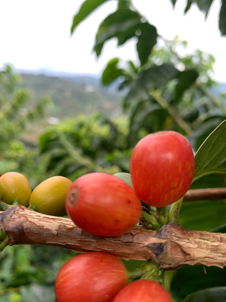 La Reserva | Colombia (Papayo)