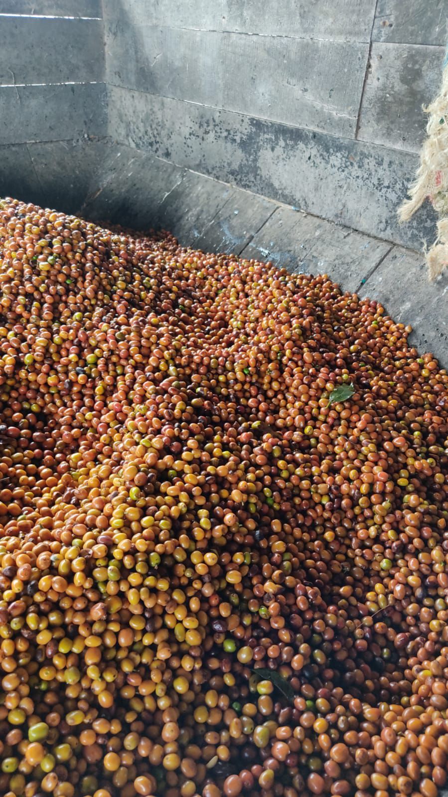 La Reserva | Colombia (Papayo)