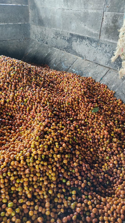 La Reserva | Colombia (Papayo)