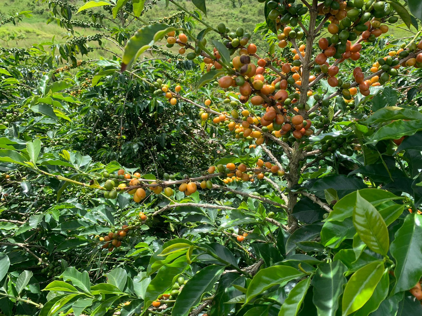 La Reserva | Colombia (Papayo)