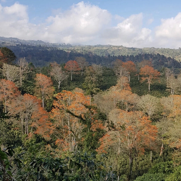 Aquiares | Costa Rica