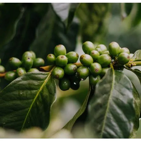 El Buho | Colombia (Decaffeinated)