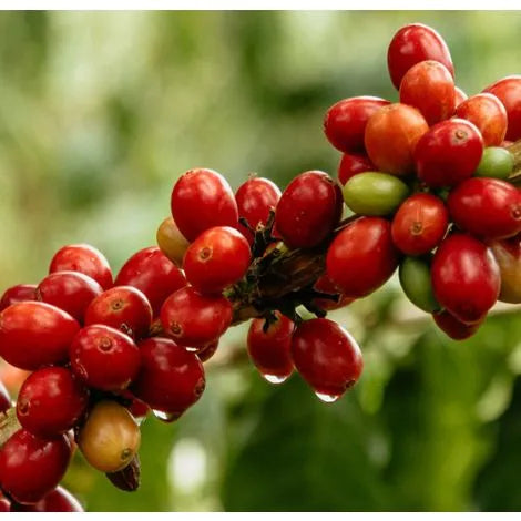 El Buho | Colombia (Descafeinado)