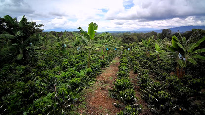 La Primavera | Colombia