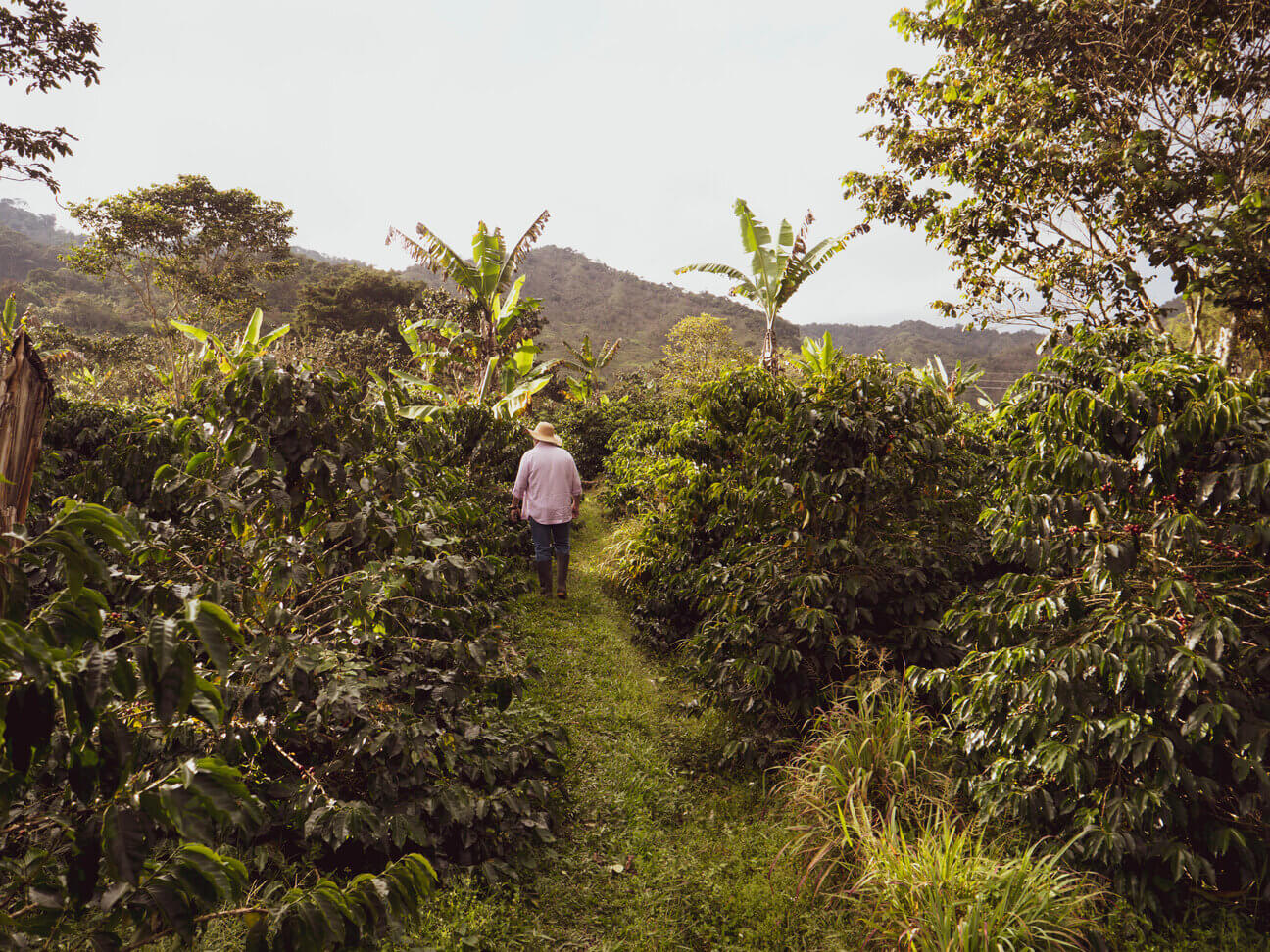 Golden Colombia | Colombia 