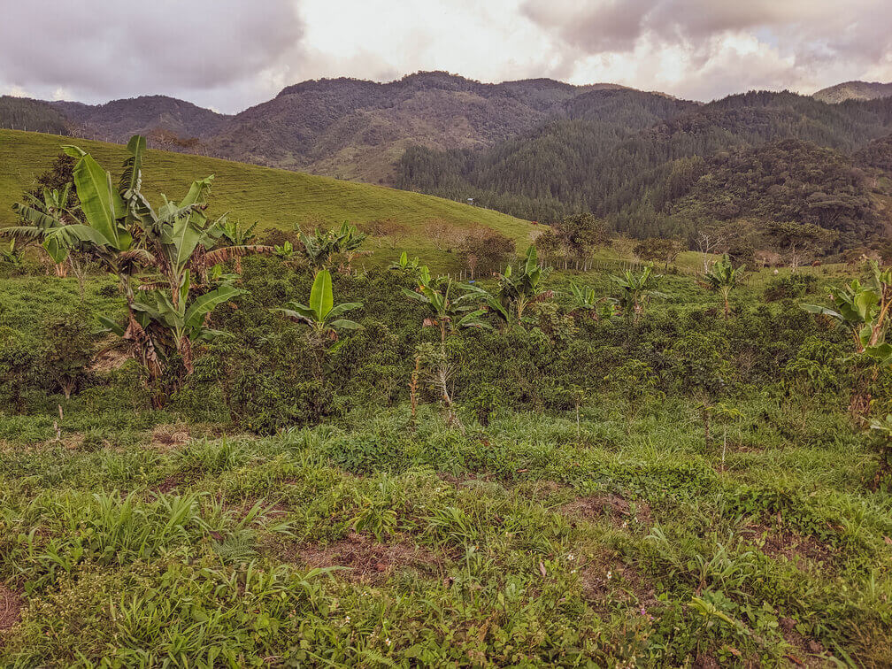 Golden Colombia | Colombia 